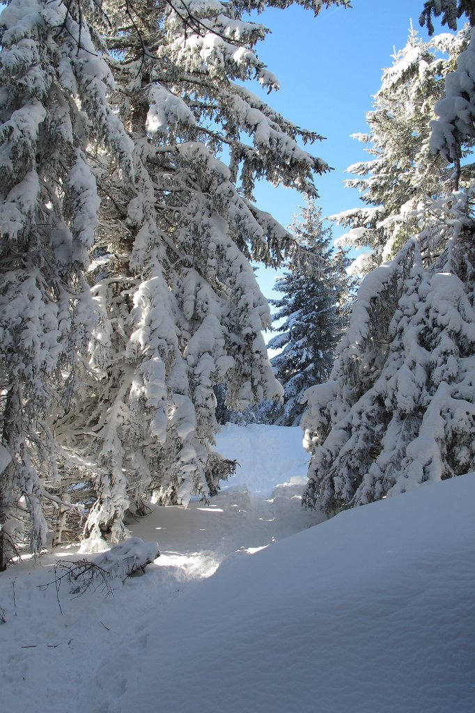 06 ich komme aus dem dichten Wald heraus.JPG